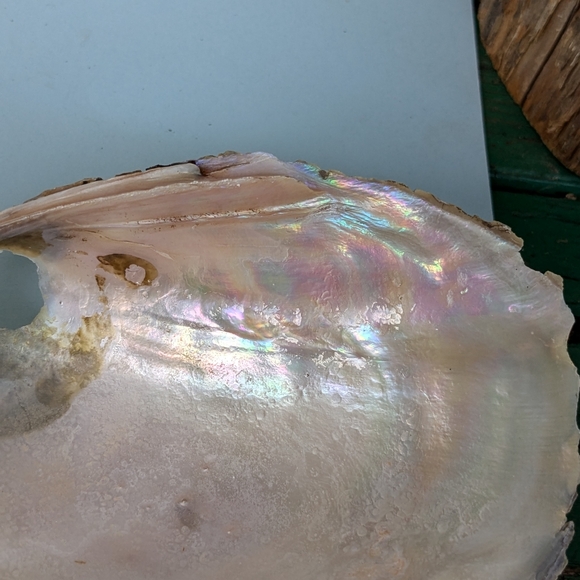 Pink Mussel Shells-Bundle- 6 Shells - Picture 8 of 9